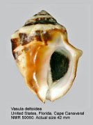 Vasula deltoidea